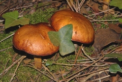 Suillus mediterraneensis