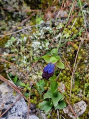 Ophrys fusca iricolor