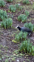Fulica atra