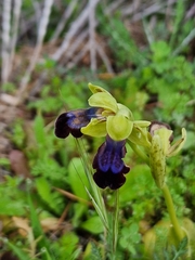 Ophrys fusca iricolor