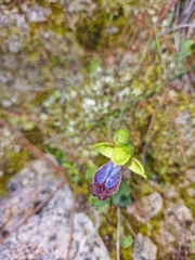 Ophrys fusca iricolor