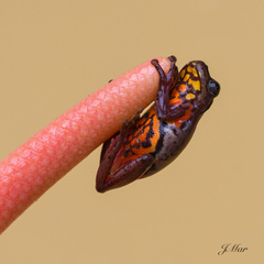 Dendropsophus columbianus