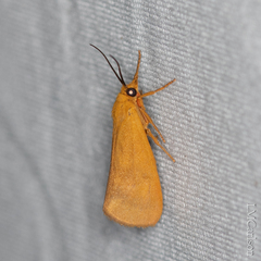 Virbia aurantiaca