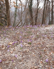 Crocus heuffelianus