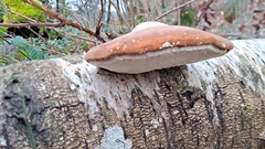 Fomitopsis betulina
