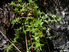 Saxifraga aspera