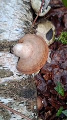 Fomitopsis betulina