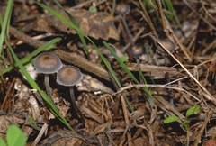 Mycena pseudopicta