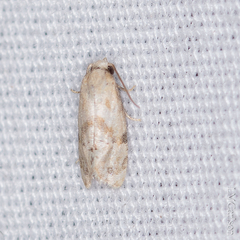 Platphalonidia magdalenae
