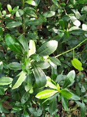 Ardisia cornudentata