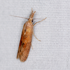 Macrorrhinia endonephele