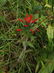 Castilleja arvensis arvensis