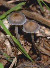 Mycena pseudopicta