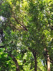 Ardisia cornudentata