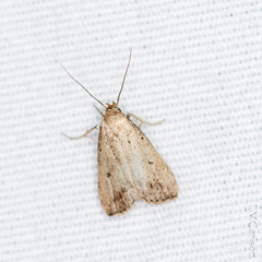 Hypenodes fractilinea