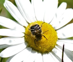 Trichiotinus assimilis