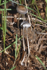 Mycena pseudopicta