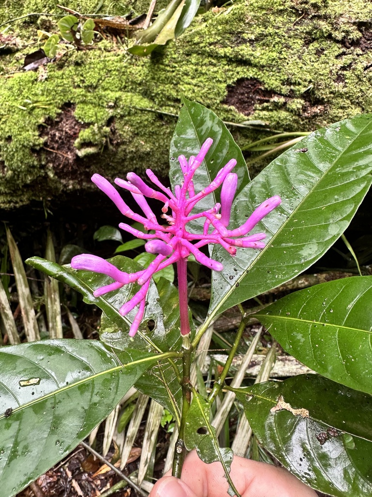 Palicourea nigricans (Palicourea nigricans)