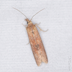 Macrorrhinia endonephele