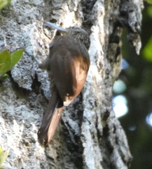 Lepidocolaptes souleyetii