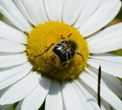 Trichiotinus assimilis