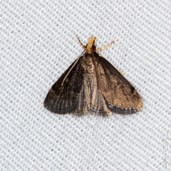 Loxostegopsis merrickalis