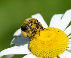 Trichiotinus assimilis