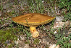 Suillus mediterraneensis