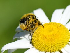 Trichiotinus assimilis