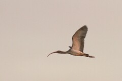 Eudocimus albus