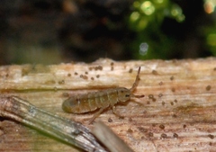 Isotominae
