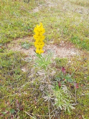 Lupinus luteus