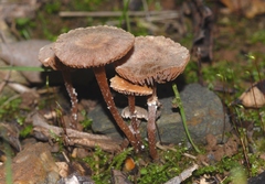 Tubaria conspersa