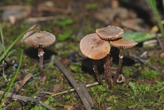 Tubaria conspersa