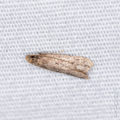 Glyphidocera juniperella