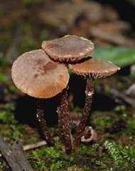 Tubaria conspersa