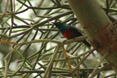 Cinnyris chloropygius