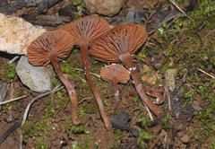 Tubaria conspersa