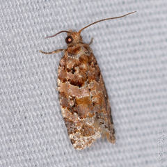 Argyrotaenia tabulana