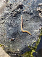 Phyllodocida