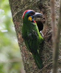 Psilopogon rafflesii