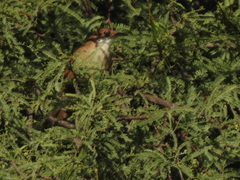 Tarphonomus certhioides