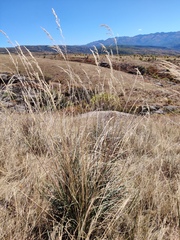 Stipa splendens