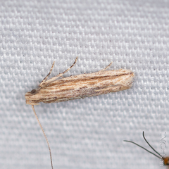 Helcystogramma hystricella