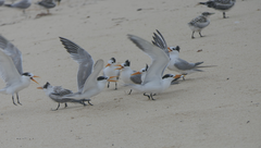 Thalasseus bengalensis