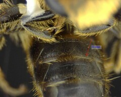 Andrena fenningeri