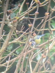 Cyanistes caeruleus caeruleus