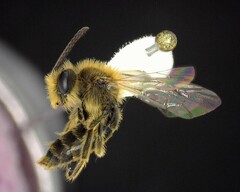 Andrena fenningeri
