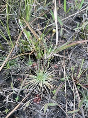 Syngonanthus flavidulus