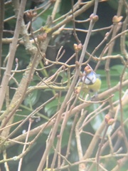 Cyanistes caeruleus caeruleus